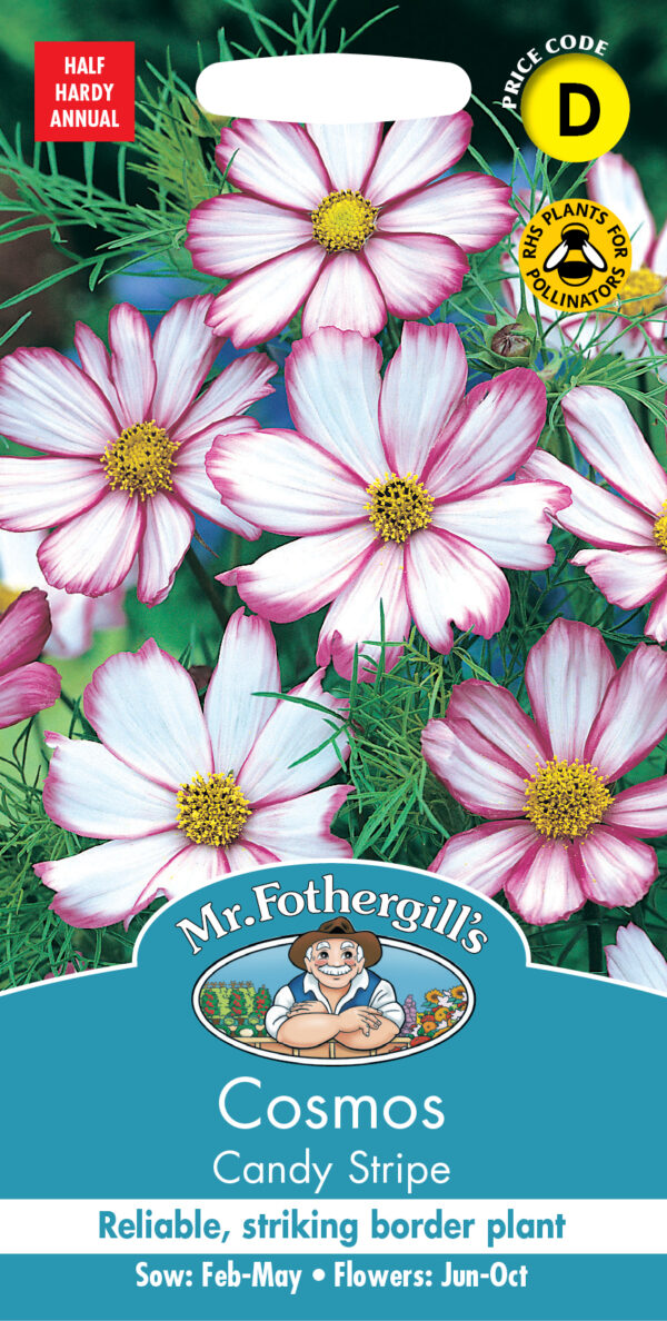 Cosmos Candy Stripe