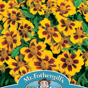 Marigold (French) Naughty Marietta