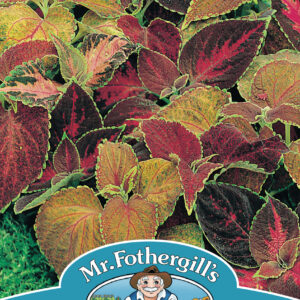 Coleus Flame Dancers