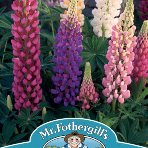 Lupin Festival Mixed