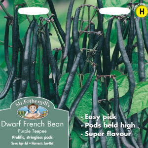 Dwarf French Bean Purple Teepee