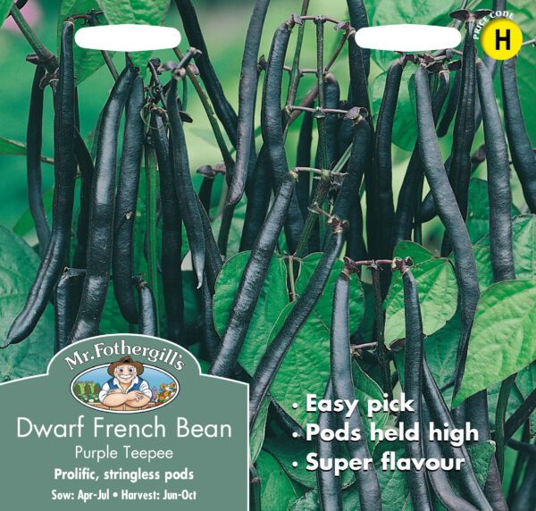 Dwarf French Bean Purple Teepee