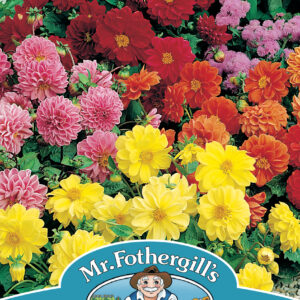 Dahlia Figaro Mixed