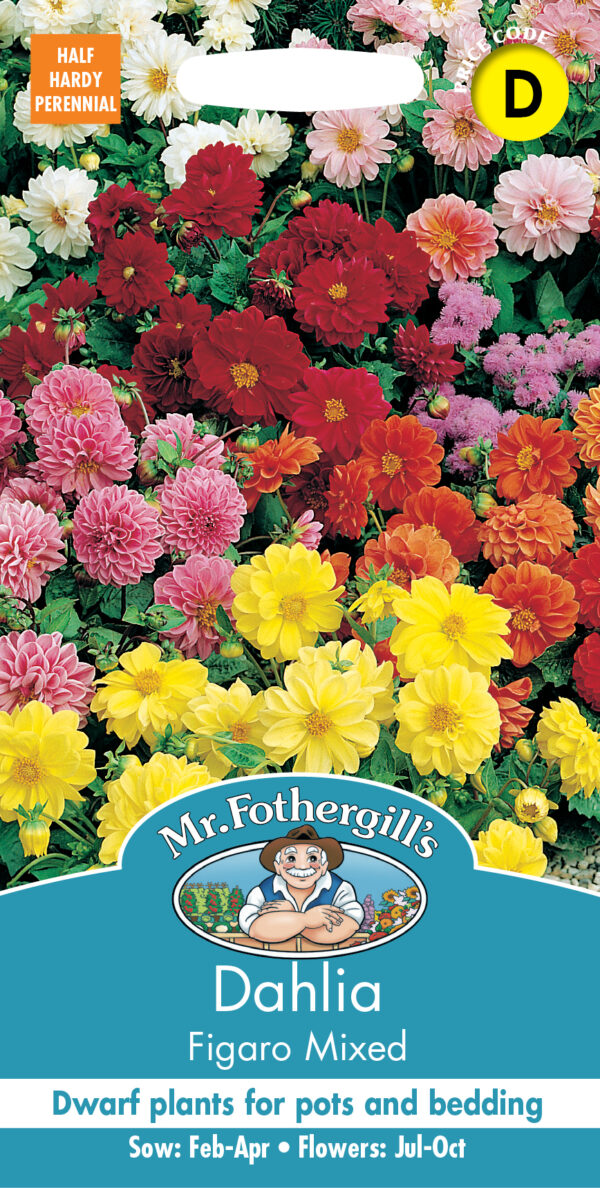 Dahlia Figaro Mixed