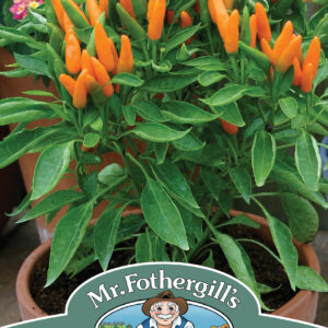 Pepper (Hot) Orange Wonder