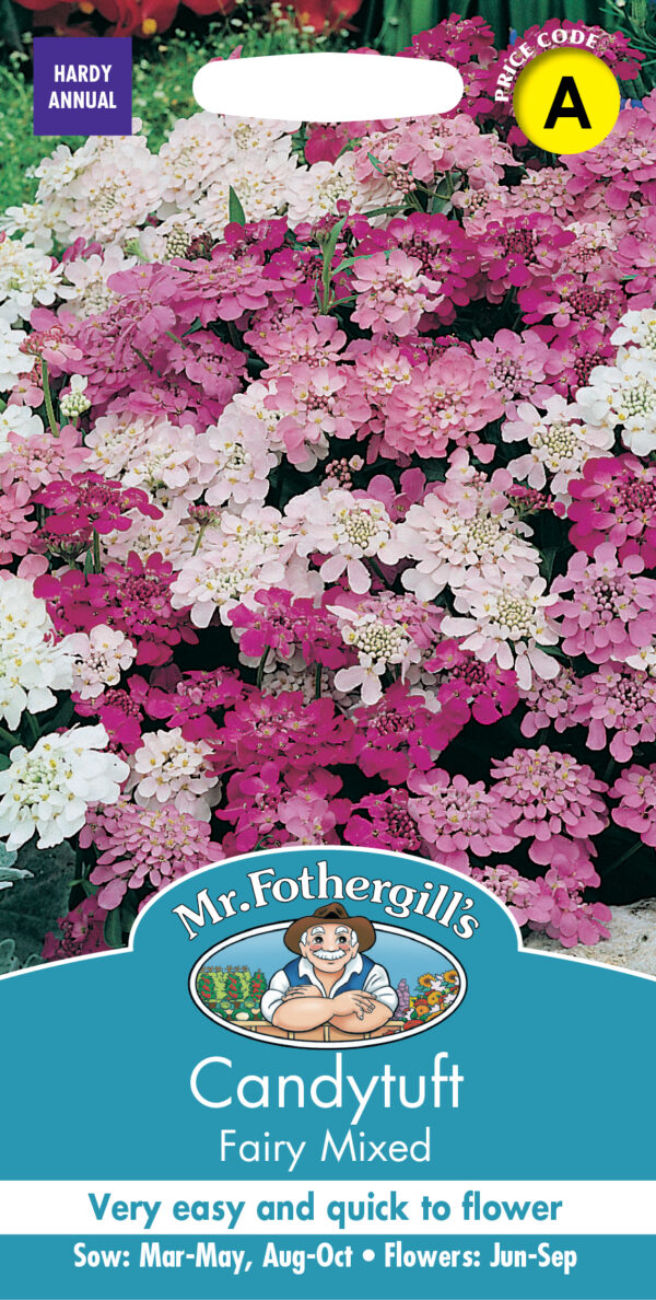 Candytuft Fairy Mixed