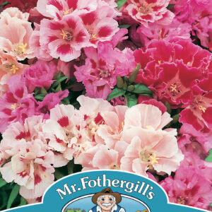 Godetia Azalea Flowered Mixed