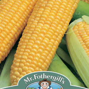 Sweet Corn Incredible F1