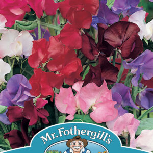 Sweet Pea Bouquet Mixed
