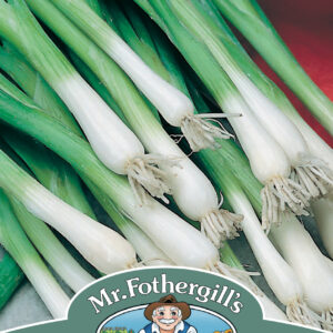 Onion (Spring) Guardsman