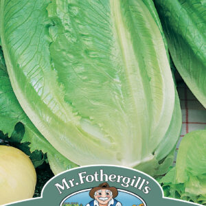 Lettuce Romaine Ballon