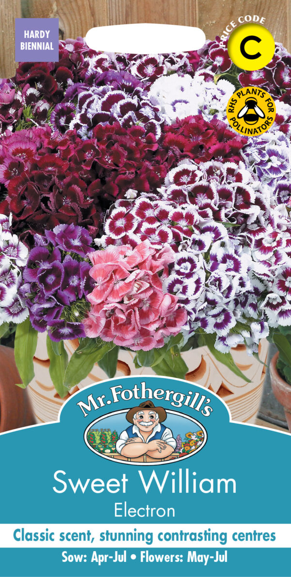 Sweet William Electron