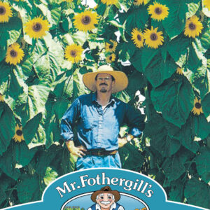 Sunflower Kong F1