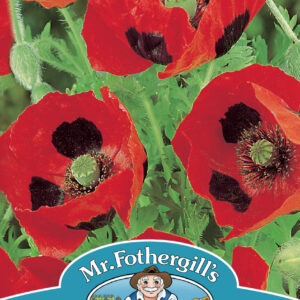 Poppy Ladybird