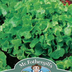 Lettuce Salad Bowl