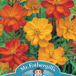 Cosmos Klondyke Mixed