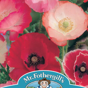 Poppy Shirley Single Mixed