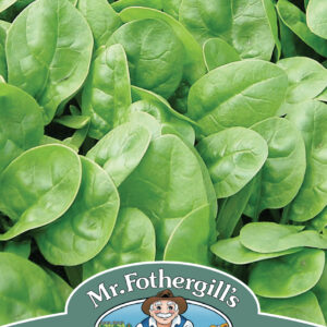 Spinach Emilia F1