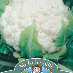 Cauliflower Aalsmeer