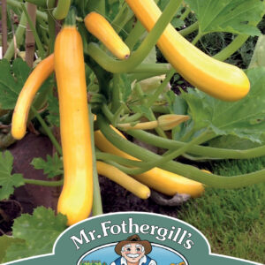 Courgette Shooting Star F1