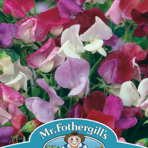 Sweet Pea Old Spice Mixed (Grandiflora)