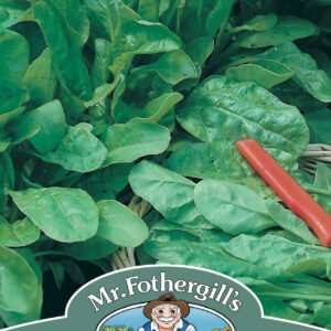 Spinach Beet Perpetual Spinach