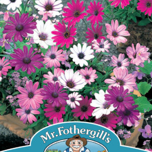 Osteospermum Daisy Mae Mixed