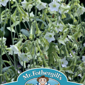 Nicotiana Starlight Dancer