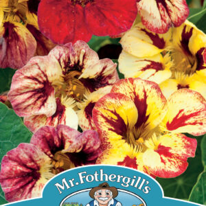 Nasturtium Blood Mary