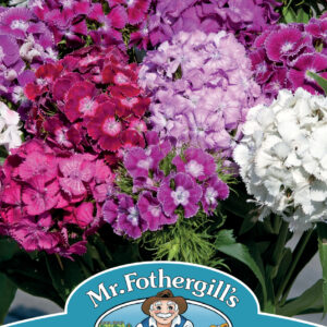 Dianthus Hollandia Mix
