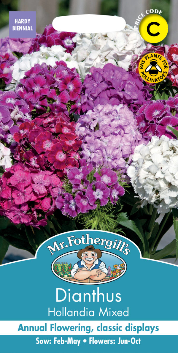 Dianthus Hollandia Mix