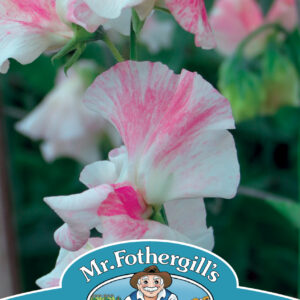 Sweet Pea Mayflower 400