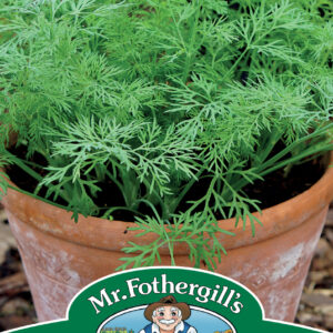 Dill (Dwarf) Nano