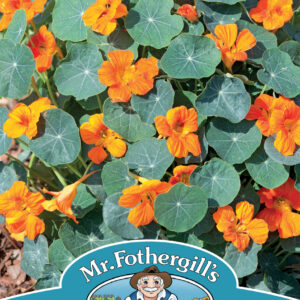 Nasturtium Baby Orange