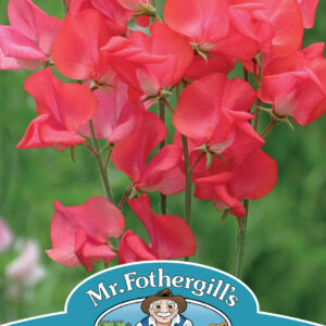 Sweet Pea Nightingale