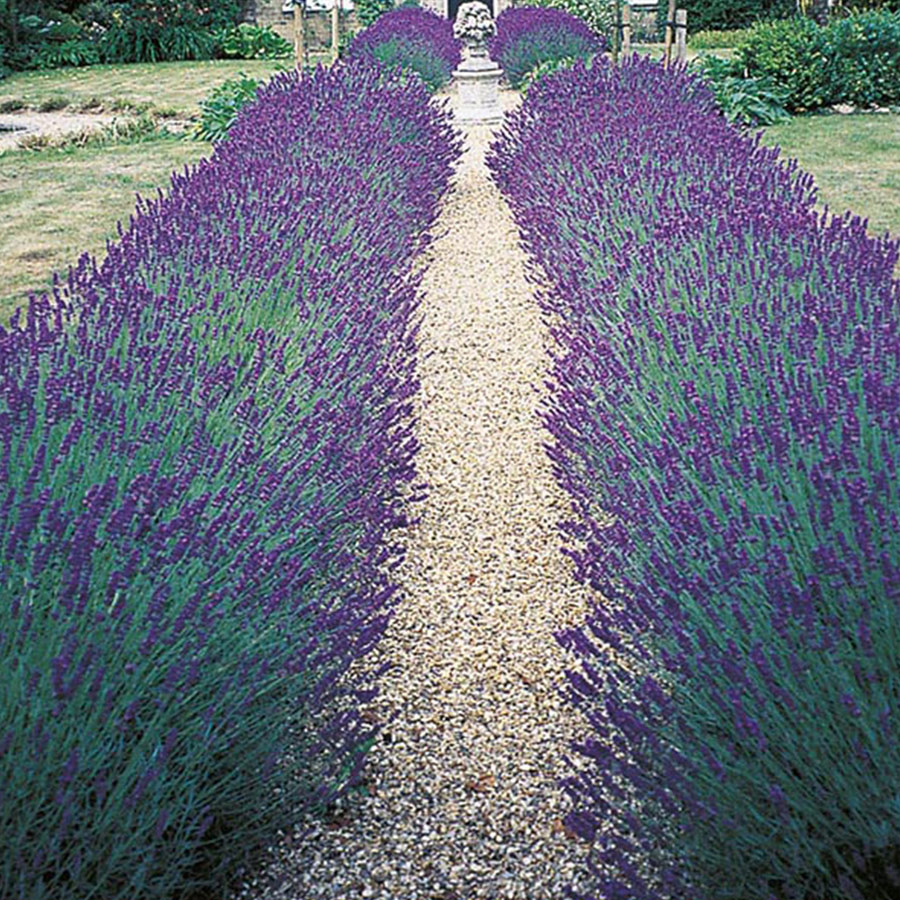 Lavender Hidcote Blue - Plants Galore