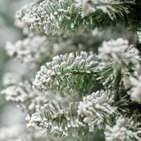 Pencil pine snowy (Height: 180cm) - Image 2