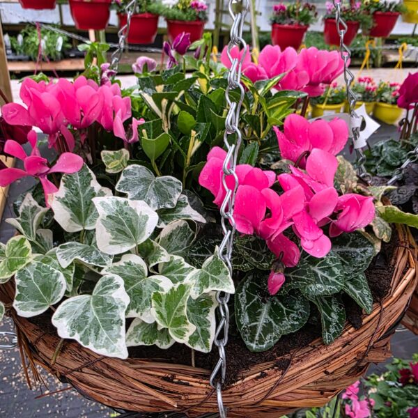 Autumn / Winter Hanging Baskets and Containers - Image 5