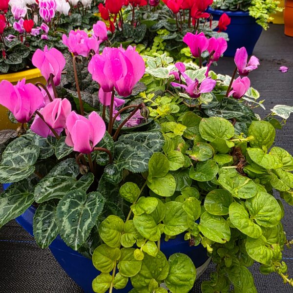 Autumn / Winter Hanging Baskets and Containers - Image 6
