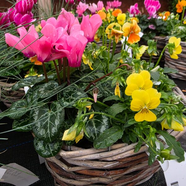 Autumn / Winter Hanging Baskets and Containers - Image 2
