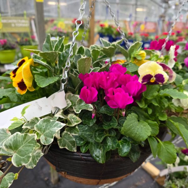 Autumn / Winter Hanging Baskets and Containers - Image 3