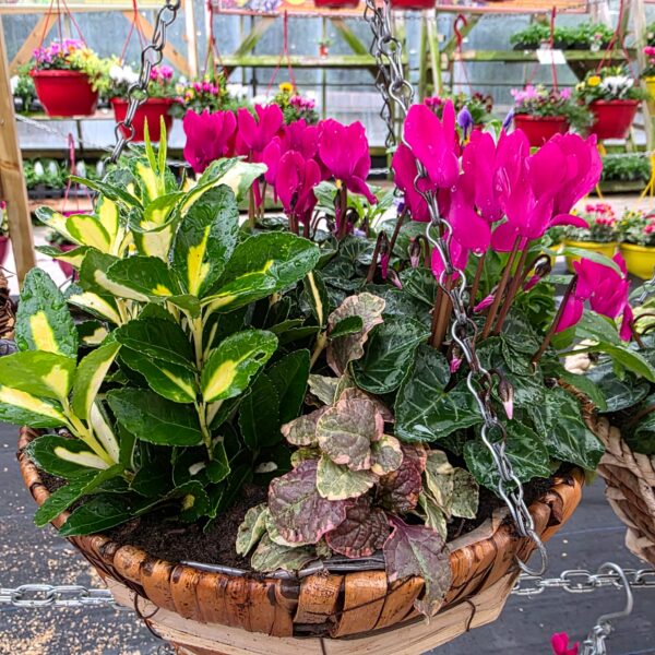 Autumn / Winter Hanging Baskets and Containers - Image 4