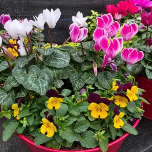 Autumn / Winter Hanging Baskets and Containers