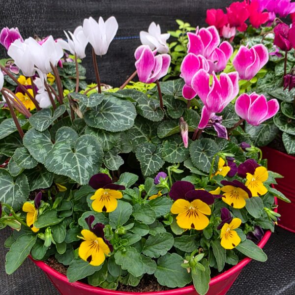 Autumn / Winter Hanging Baskets and Containers